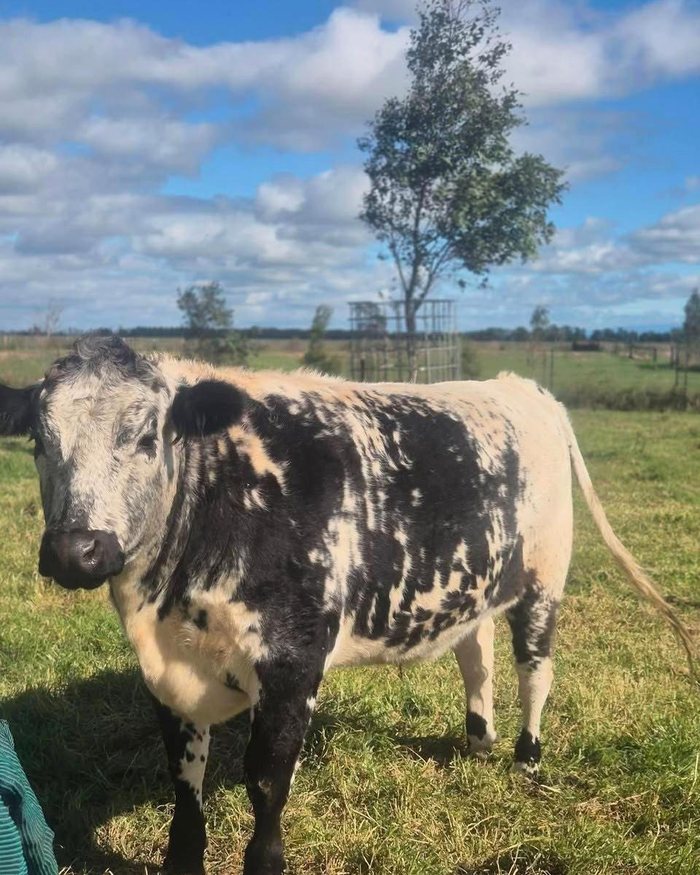 A cow from Anord&rsquo;s herd on pasture in Thomasville, Georgia