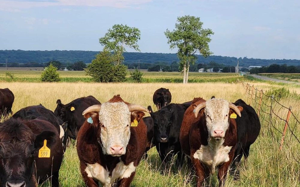 Anord&rsquo;s grass fed cattle grazing on open pasture