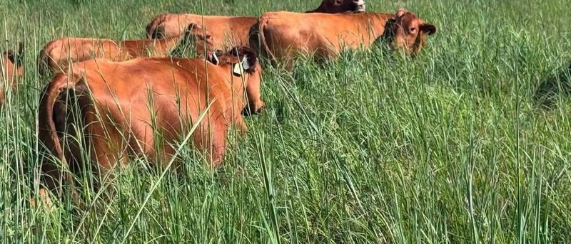 Anord&rsquo;s cattle grazing at dusk